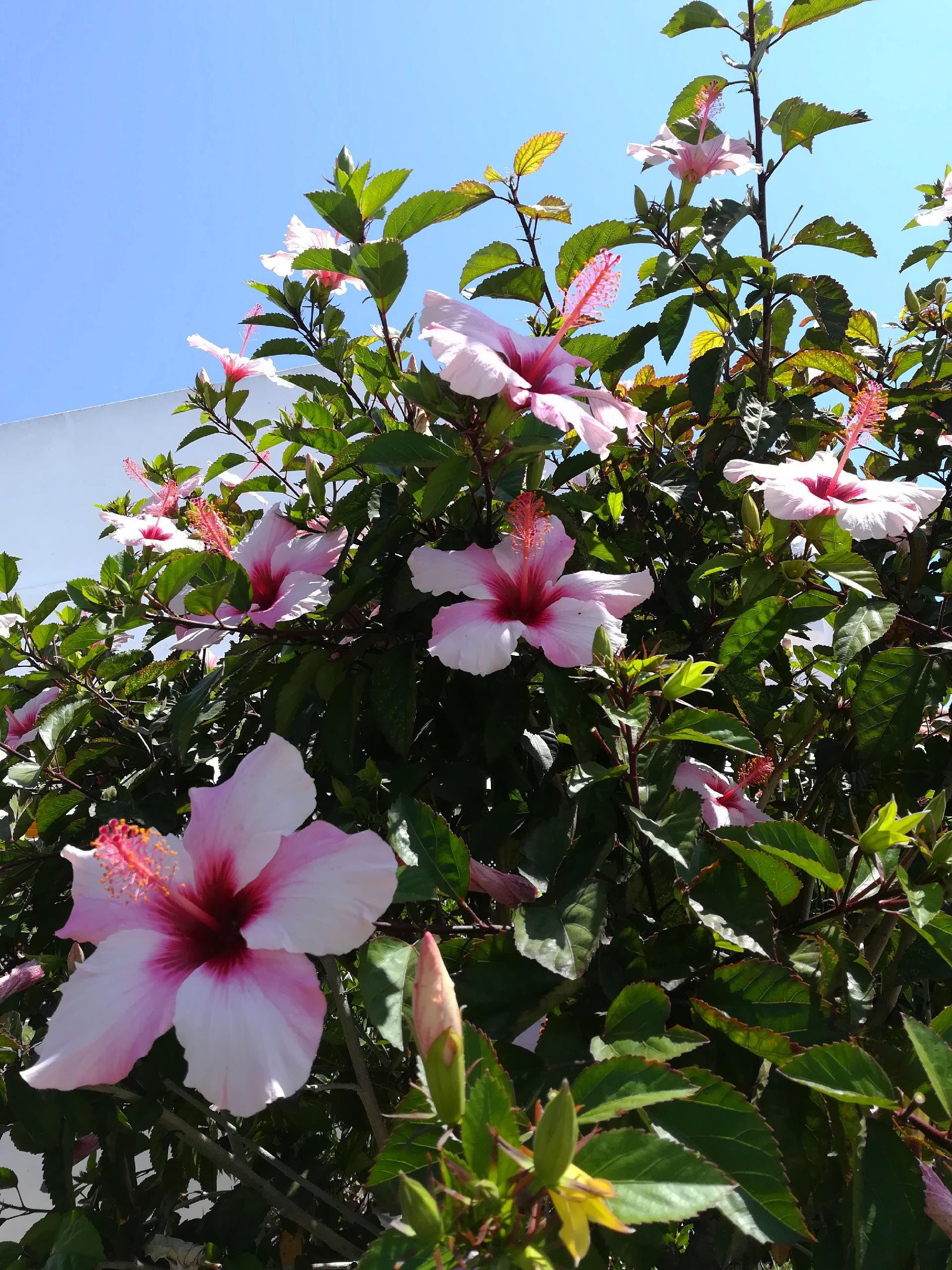 I bellissimi fiori di Ilha da Farol, Faro, Algarve, Portogallo